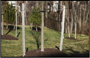 Proper tree staking