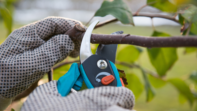 Proper tree pruning.